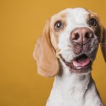 ประกันสุขภาพสุนัข